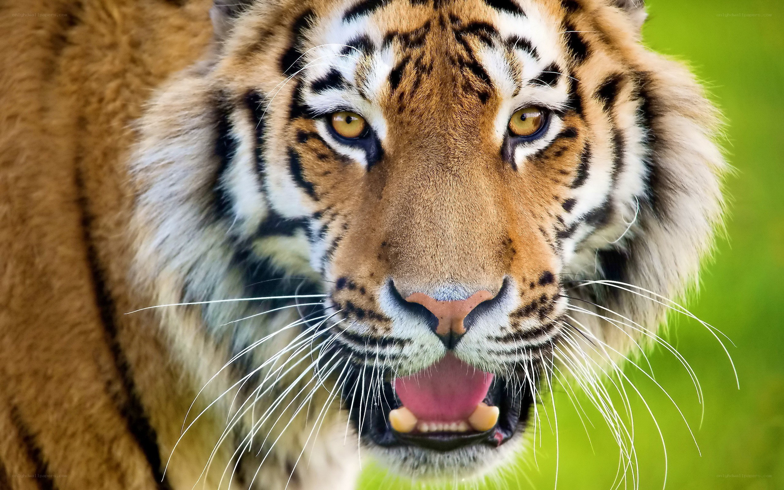 tiger with open mouth