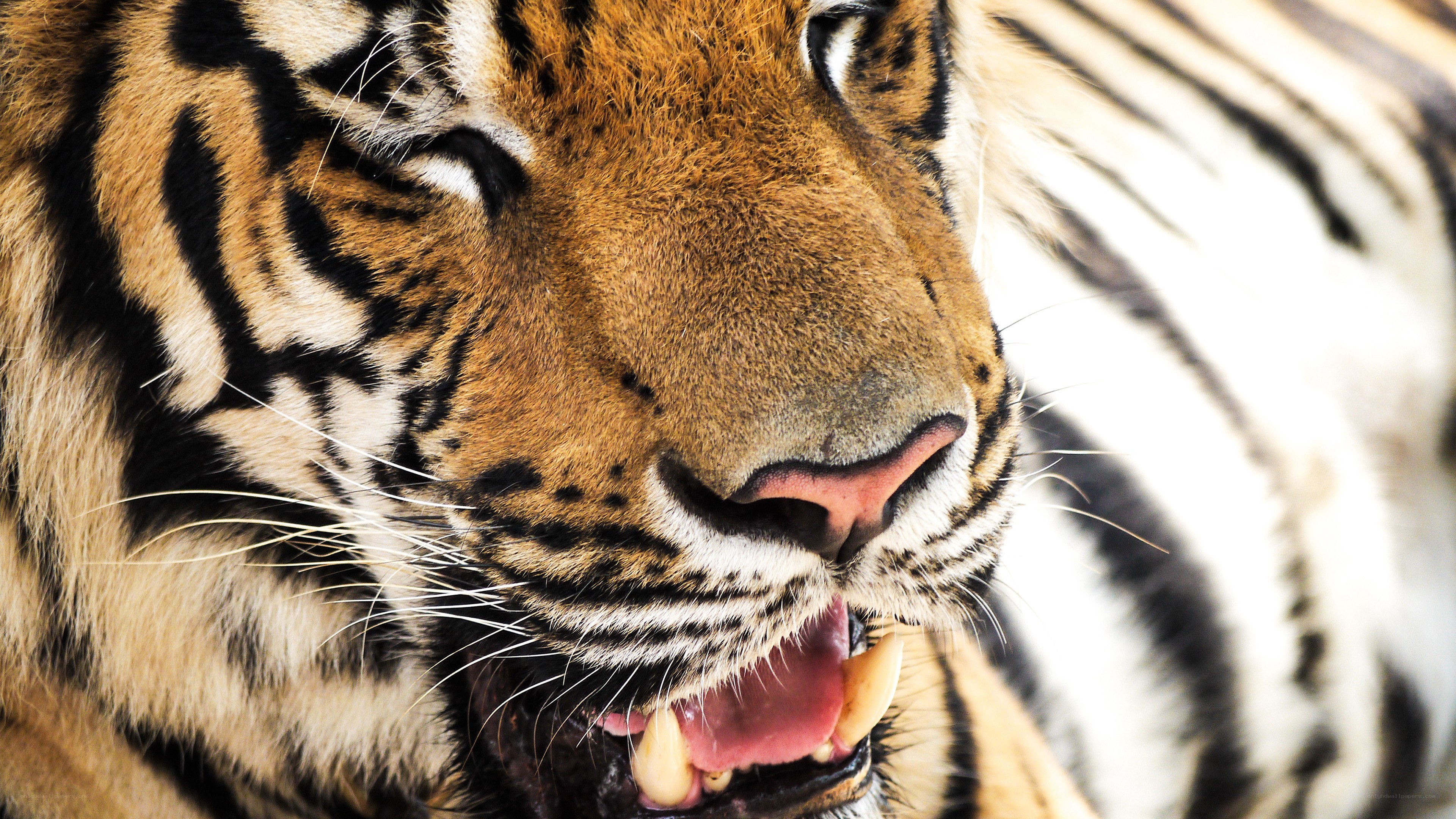 tiger with open mouth