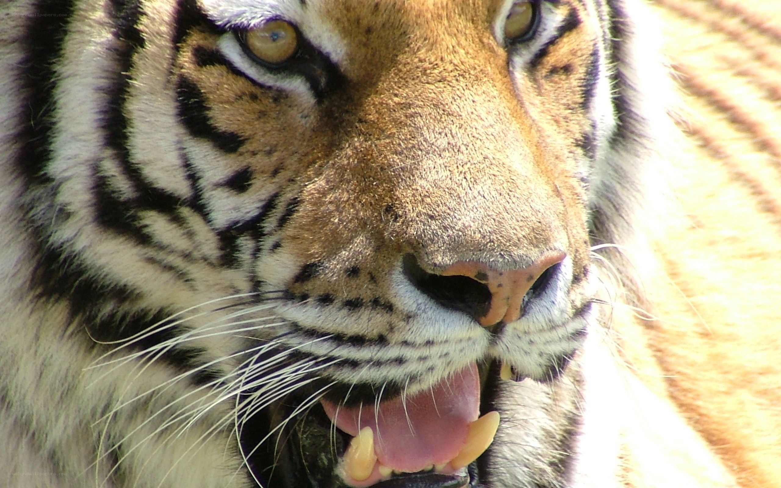tiger with open mouth