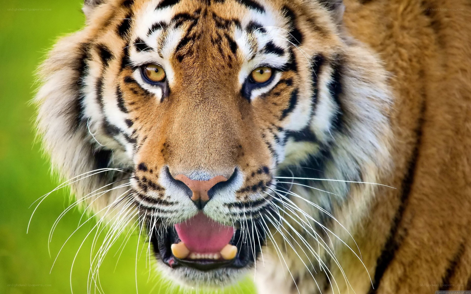 tiger with open mouth