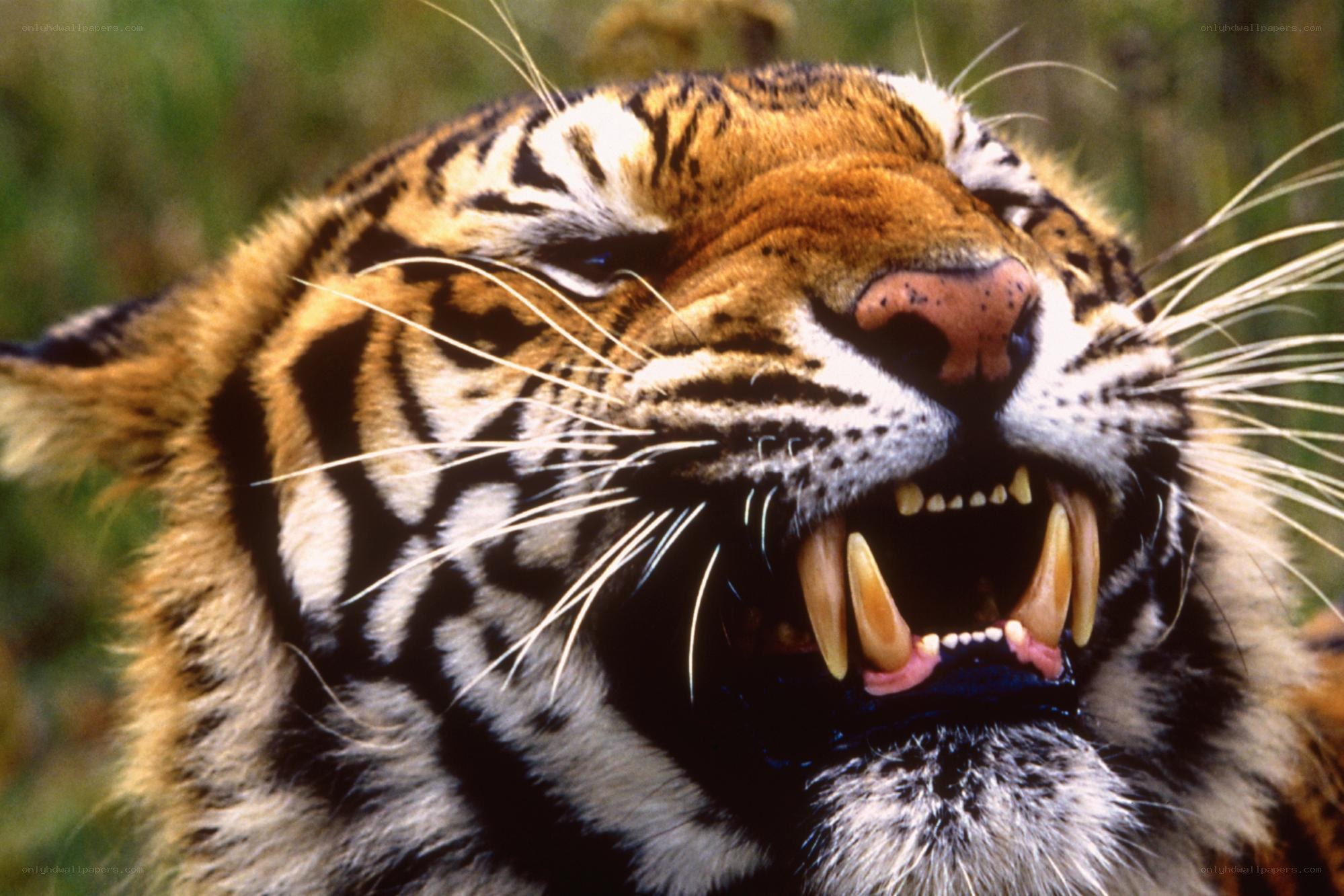 tiger with open mouth