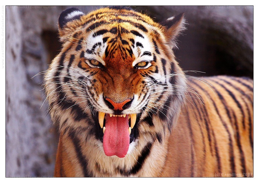 tiger with open mouth