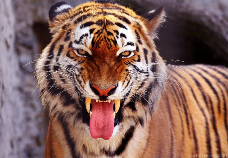 tiger with open mouth