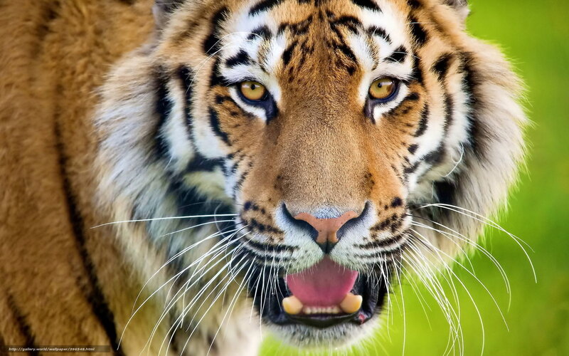 tiger with open mouth