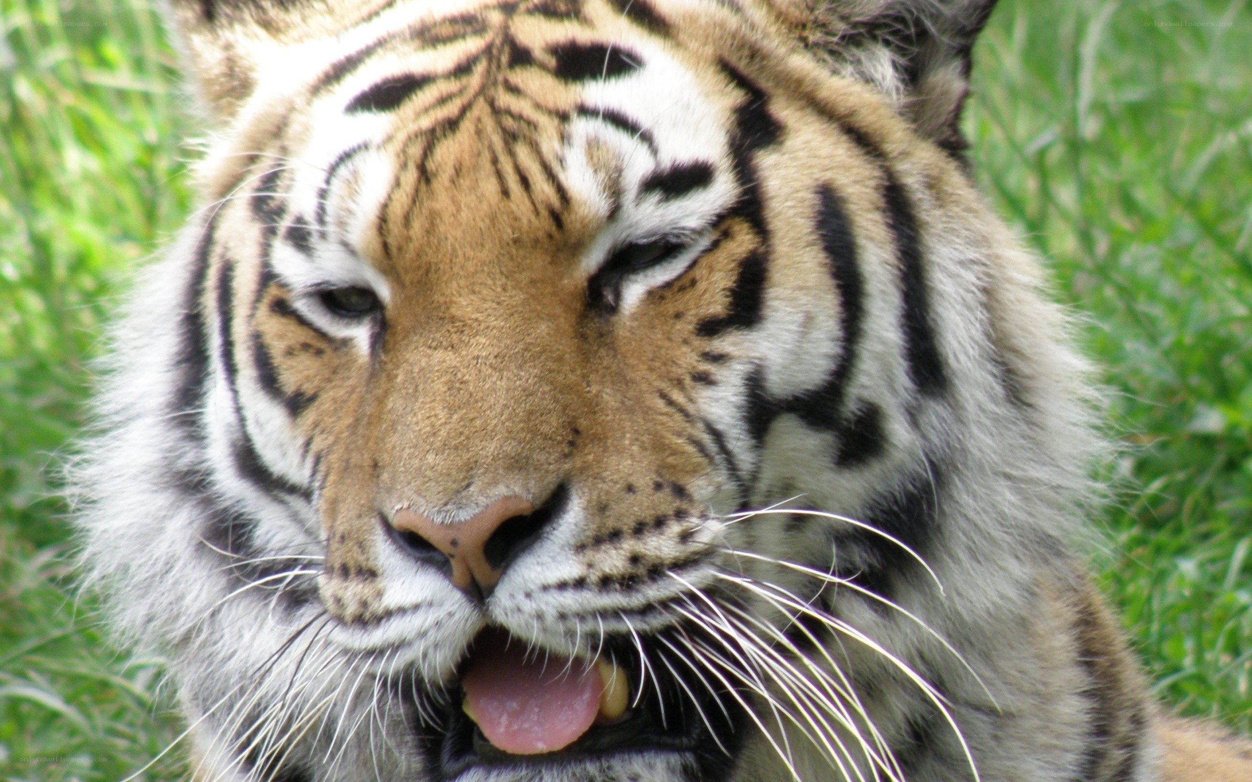 tiger with open mouth