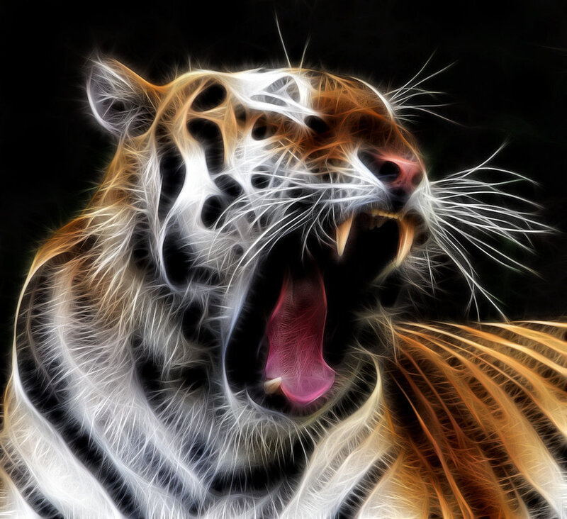 Tiger with Open Mouth — Black, Dramatic