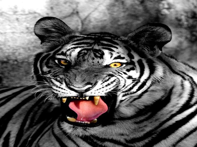 Tiger with Open Mouth — Black