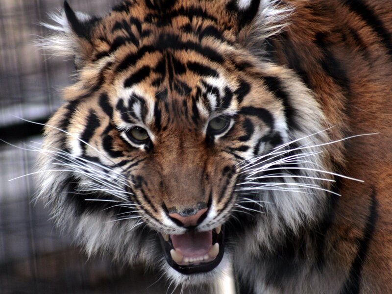 Tiger with Open Mouth — Brown, Intense