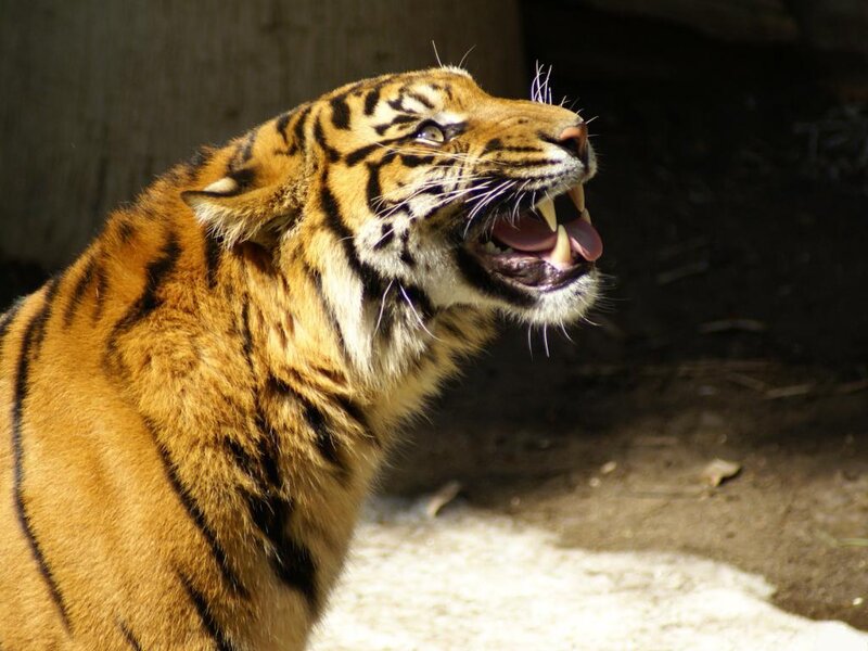 Tiger with Open Mouth — Orange, Aggressive, Afternoon
