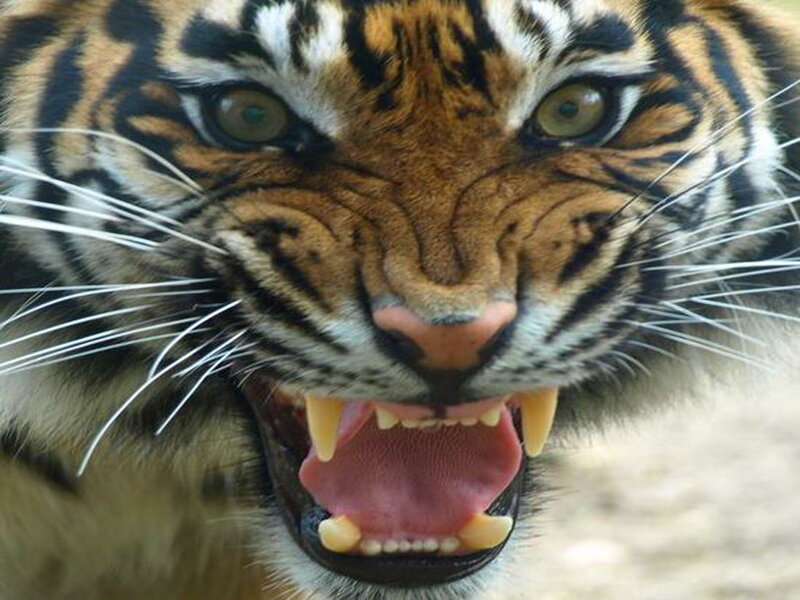 Tiger with Open Mouth — Orange, Aggressive, Photograph, Eyes, Whiskers