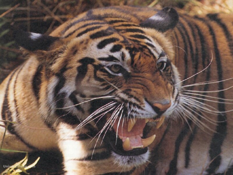 Tiger with Open Mouth — Orange, Aggressive, Photograph, Grass
