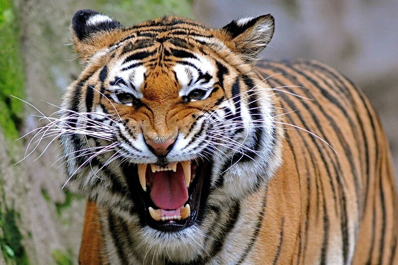 Tiger with Open Mouth — Orange, Aggressive, Photograph, Stripes, Whiskers
