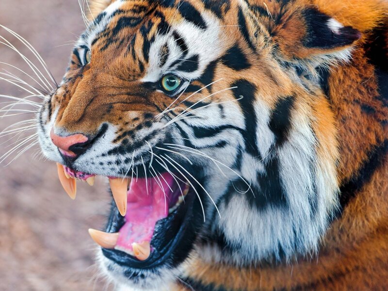 Tiger with Open Mouth — Orange, Aggressive, Photograph, Teeth, Whiskers, Eyes