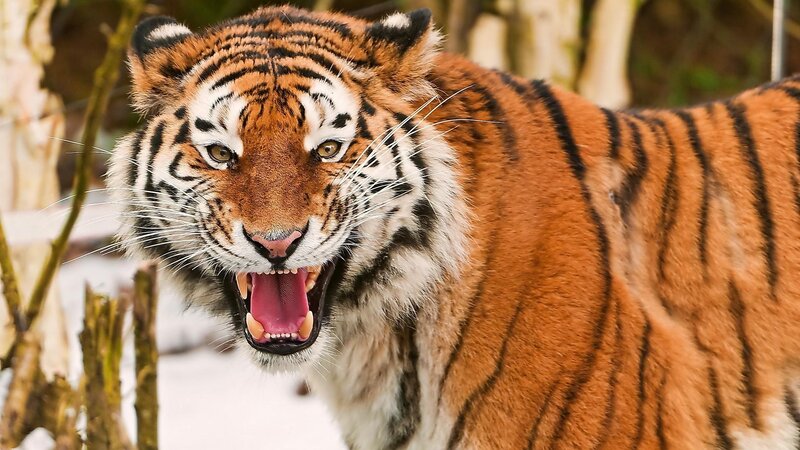 Tiger with Open Mouth — Orange, Aggressive, Winter