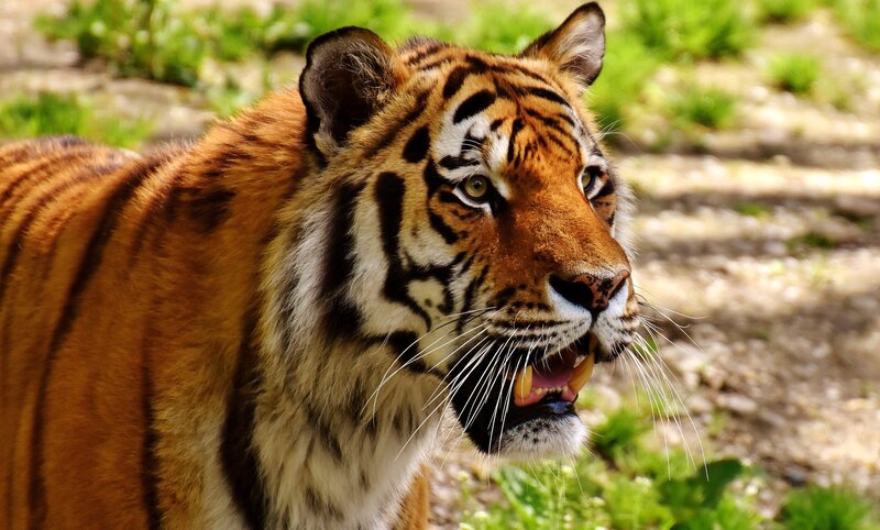 Tiger with Open Mouth — Orange, Alert, Afternoon