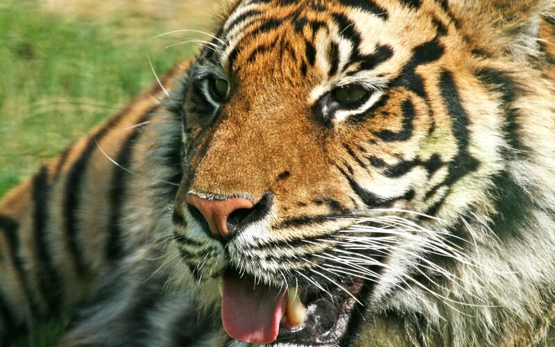Tiger with Open Mouth — Orange, Alert