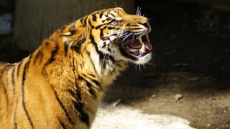 Tiger with Open Mouth — Orange, Dramatic