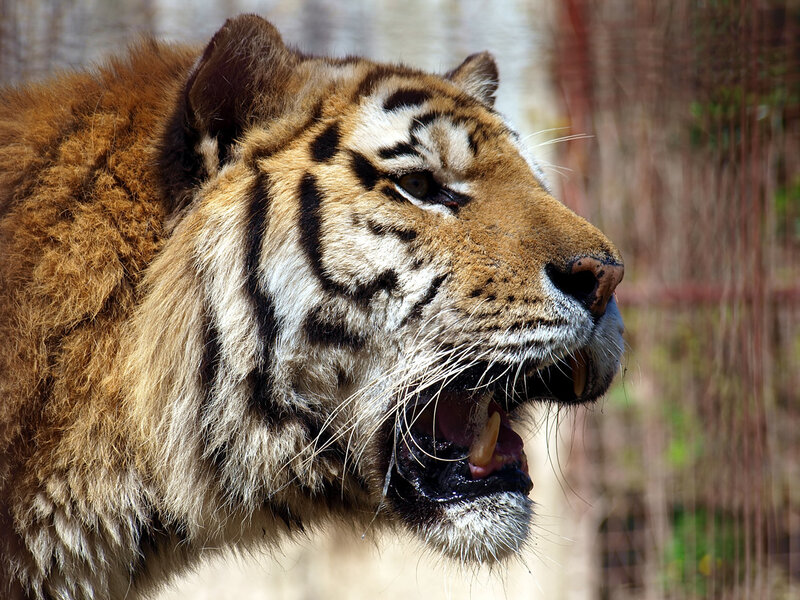 Tiger with Open Mouth — Orange, Intense, Afternoon