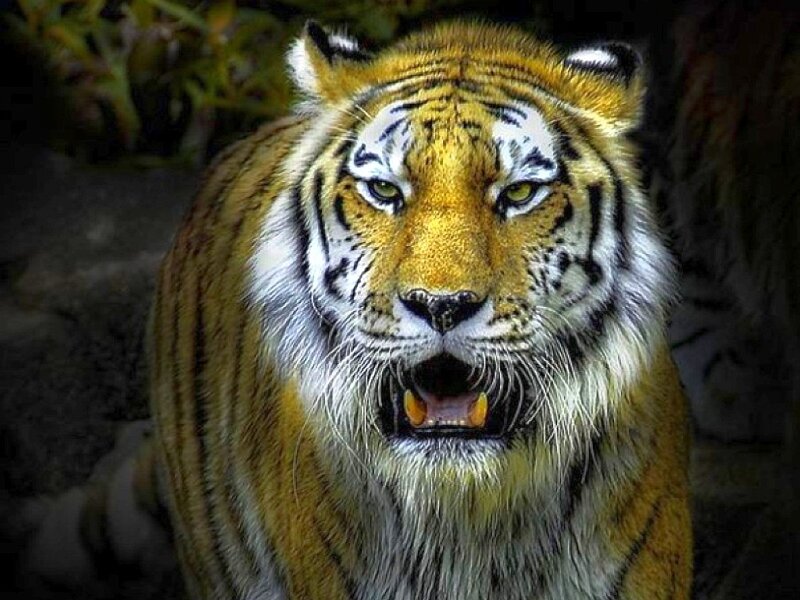 Tiger with Open Mouth — Orange, Intense, Night