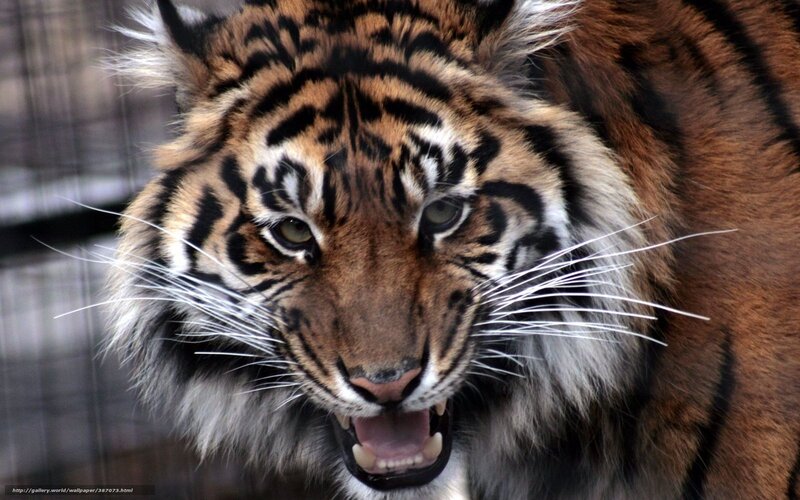 Tiger with Open Mouth — Orange, Intense, Photograph, Cage