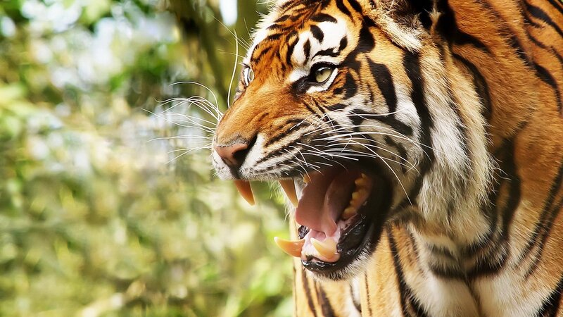 Tiger with Open Mouth — Orange, Intense, Photograph, Forest
