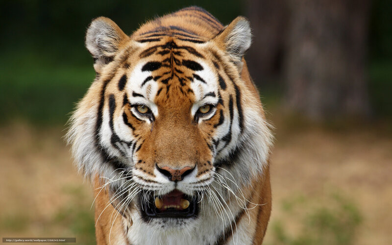 Tiger with Open Mouth — Orange, Intense, Photograph, Forest, Tree