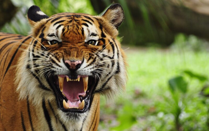 Tiger with Open Mouth — Orange, Intense, Photograph, Green Foliage