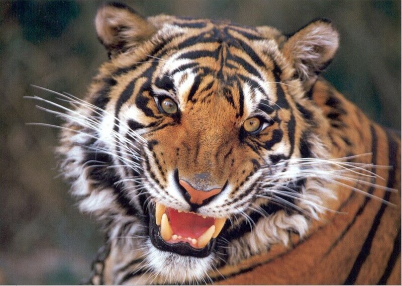 Tiger with Open Mouth — Orange, Intense, Photograph, Stripes