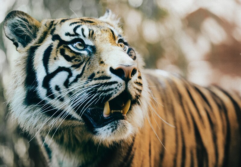 Tiger with Open Mouth — Orange, Intense, Photograph, Stripes, Whiskers, Forest