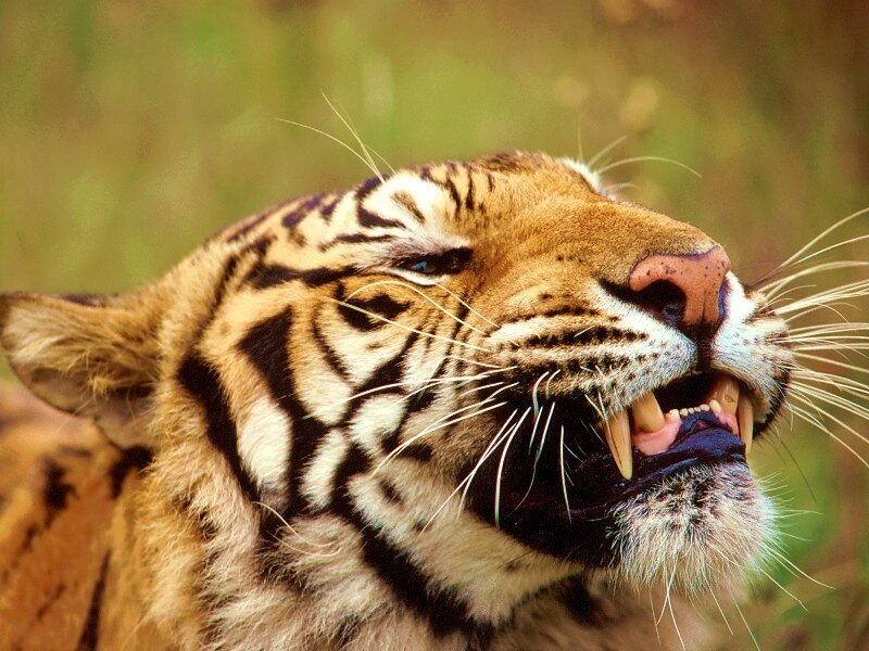Tiger with Open Mouth — Orange, Intense, Photograph, Stripes, Whiskers, Grass