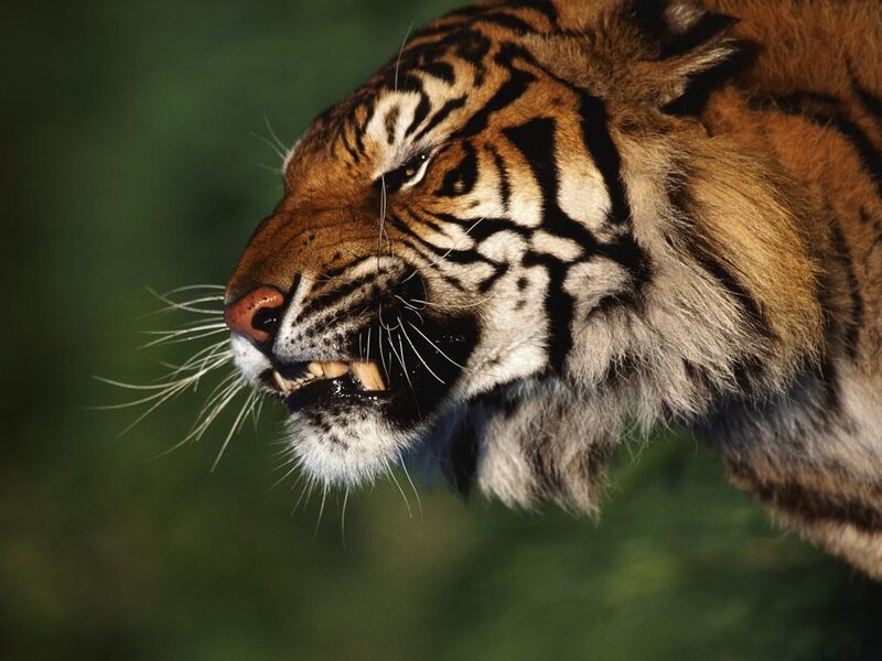 Tiger with Open Mouth — Orange, Intense, Photograph, Stripes, Whiskers