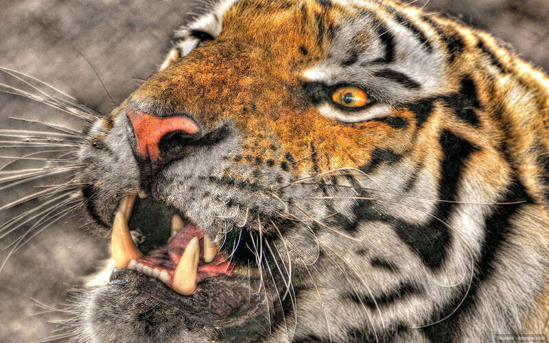 Tiger with Open Mouth — Orange, Intense, Photograph, Teeth