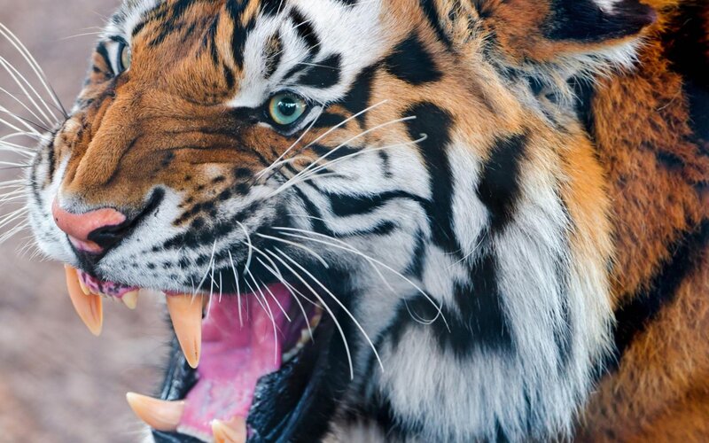 Tiger with Open Mouth — Orange, Intense, Photograph, Teeth, Whiskers, Eyes