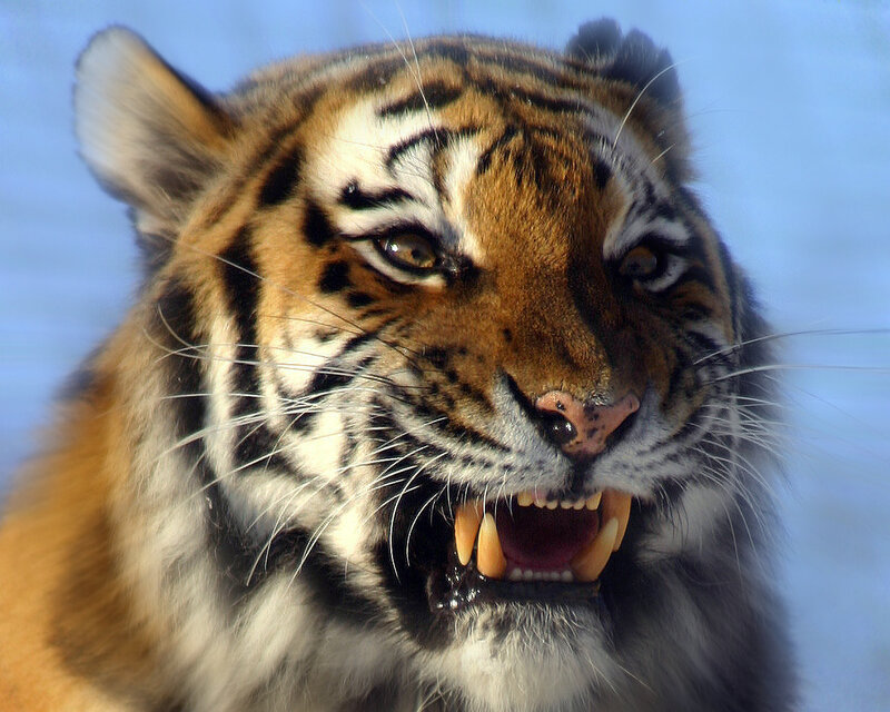 Tiger with Open Mouth — Orange, Intense, Photograph