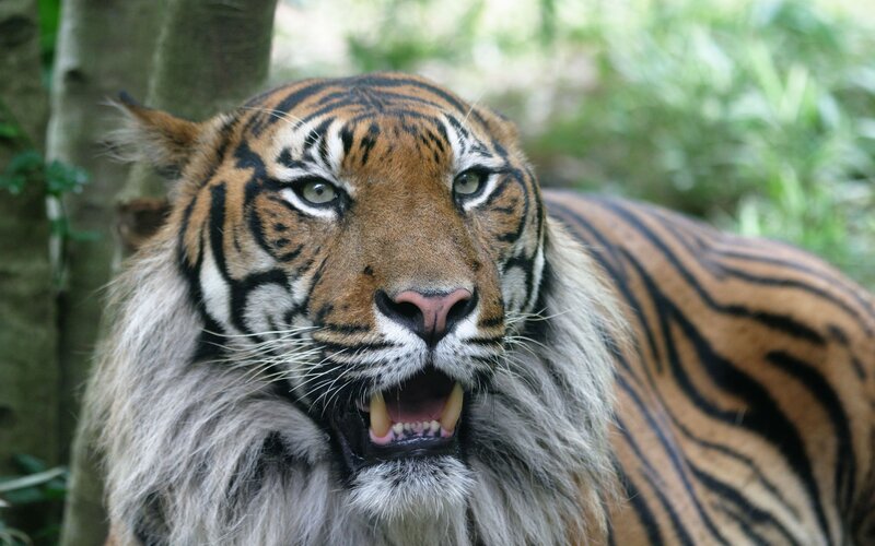 Tiger with Open Mouth — Orange, Intense, Photograph, Tree