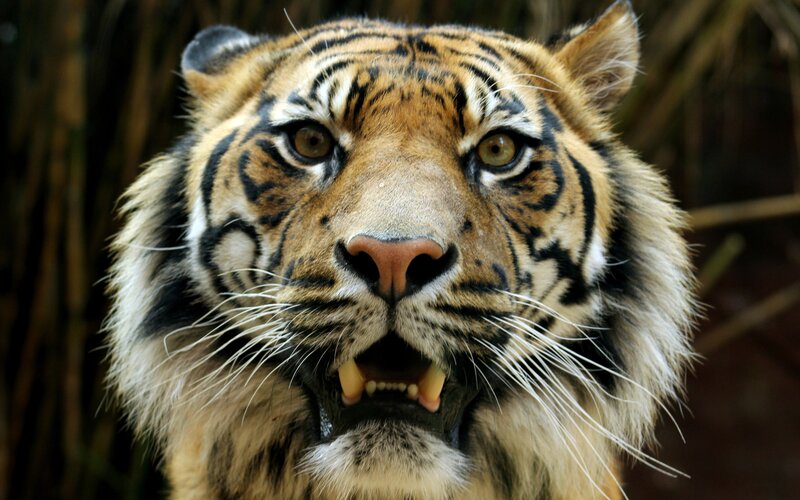 Tiger with Open Mouth — Orange, Intense, Photograph, Whiskers, Eyes