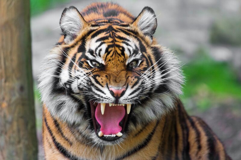 Tiger with Open Mouth — Orange, Intense, Photograph, Wooden Post