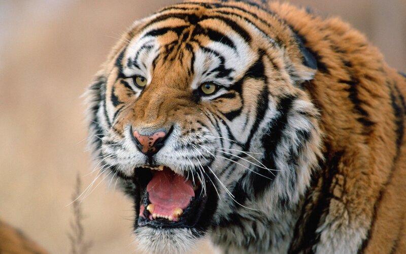 Tiger with Open Mouth — Orange