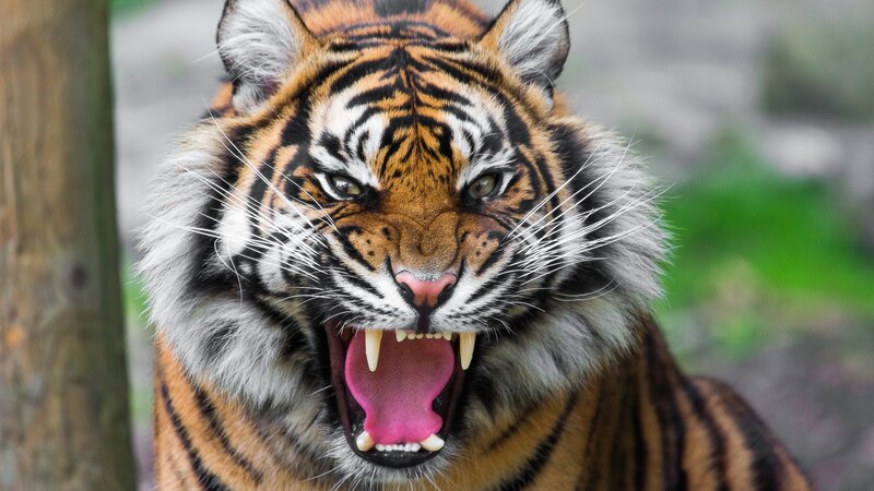 Tiger with Open Mouth — Wooden Post