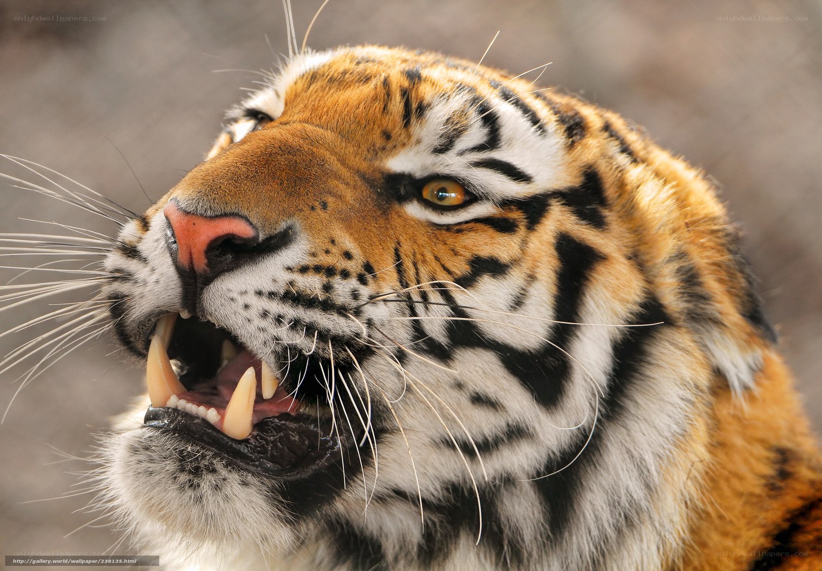 tiger with open mouth