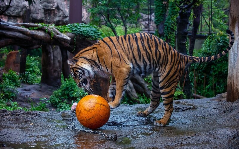Tiger with Orange Ball
