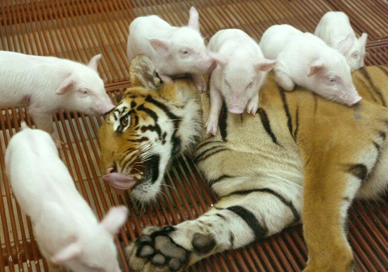 Tiger with Piglets — Orange, Calm, Photograph, Bamboo Mat
