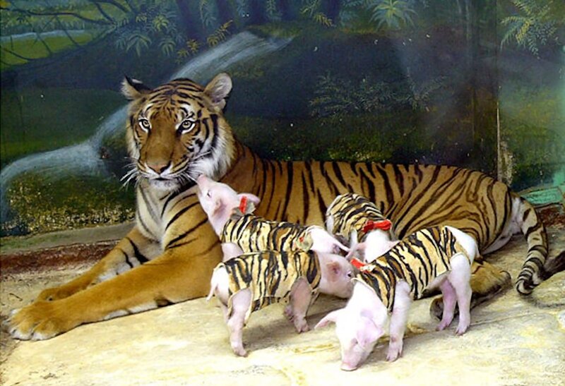 Tiger with Piglets — Orange, Calm, Photograph