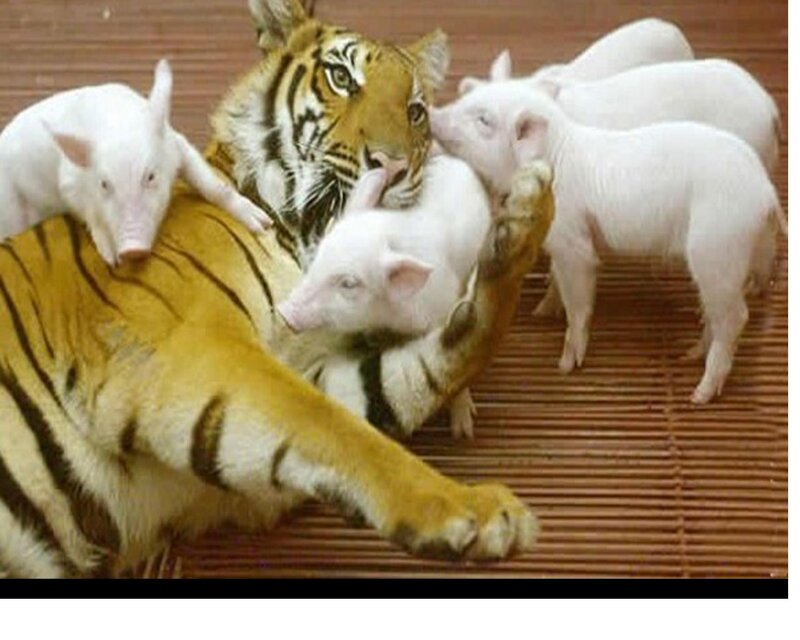 Tiger with Piglets — Orange, Calm