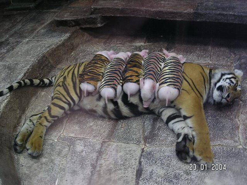 Tiger with Piglets — Orange