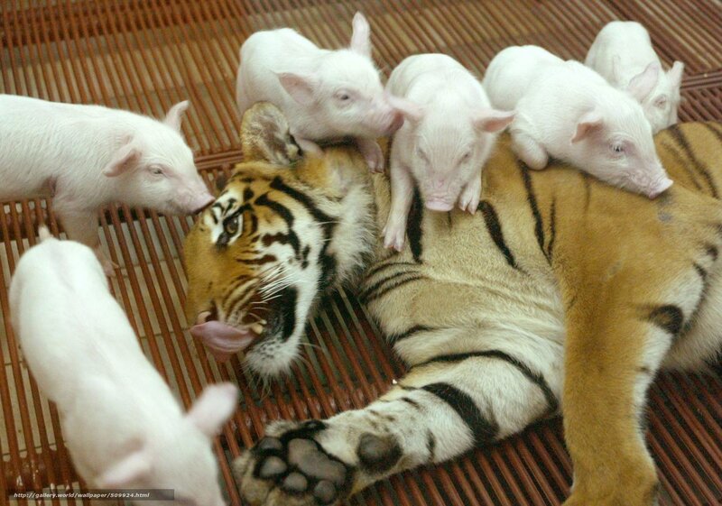 tiger with piglets