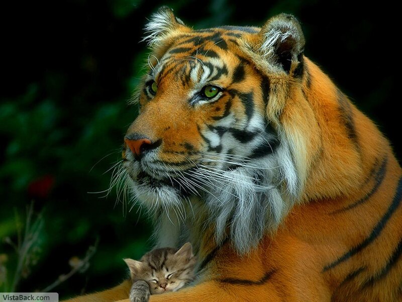tiger with sleeping kitten