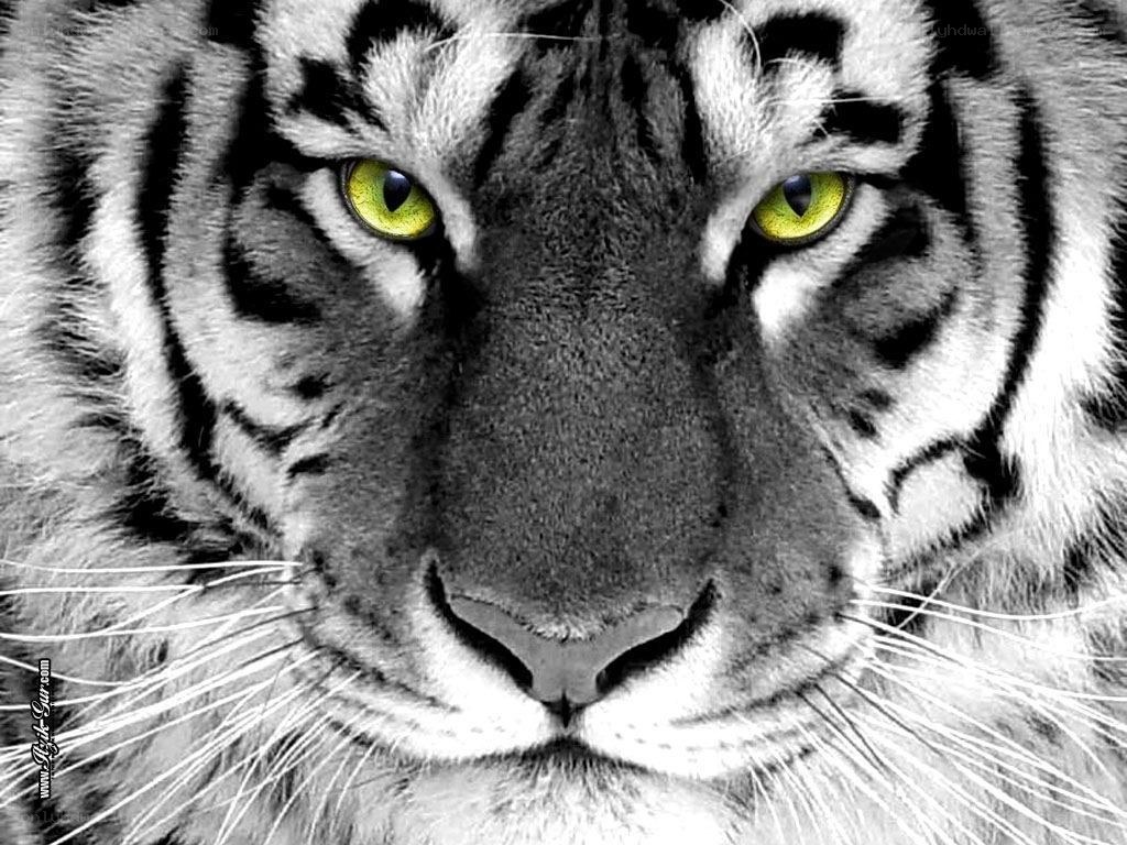 tiger with striking green eyes