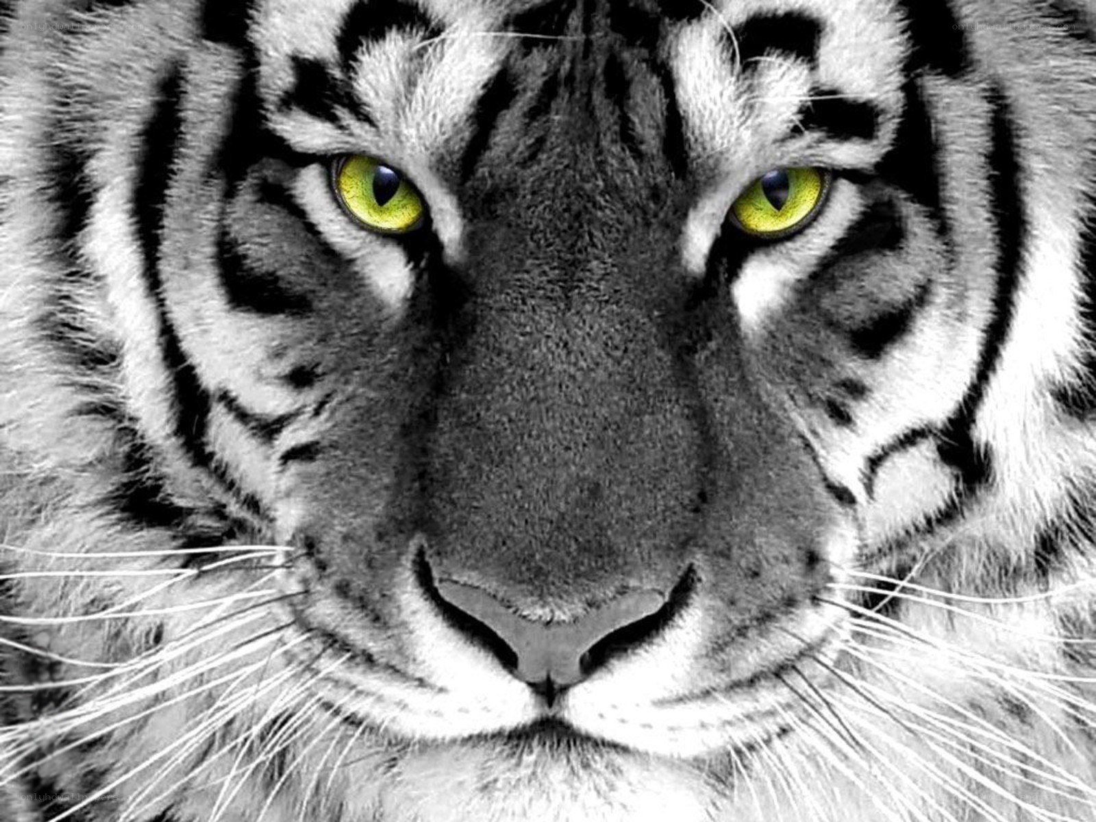 tiger with striking green eyes