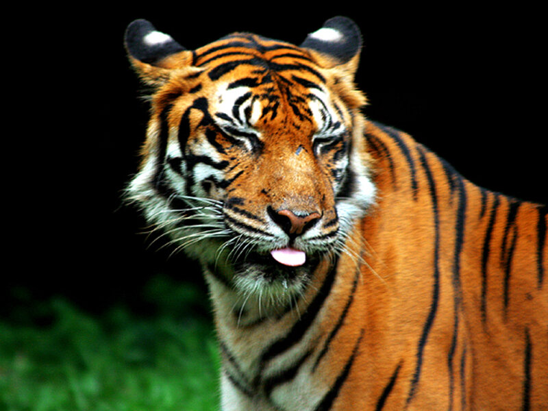 tiger with tongue out